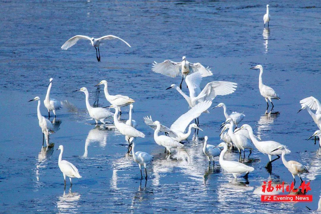 射击不瞄准，开枪不打鸟，福州这里每天都上演