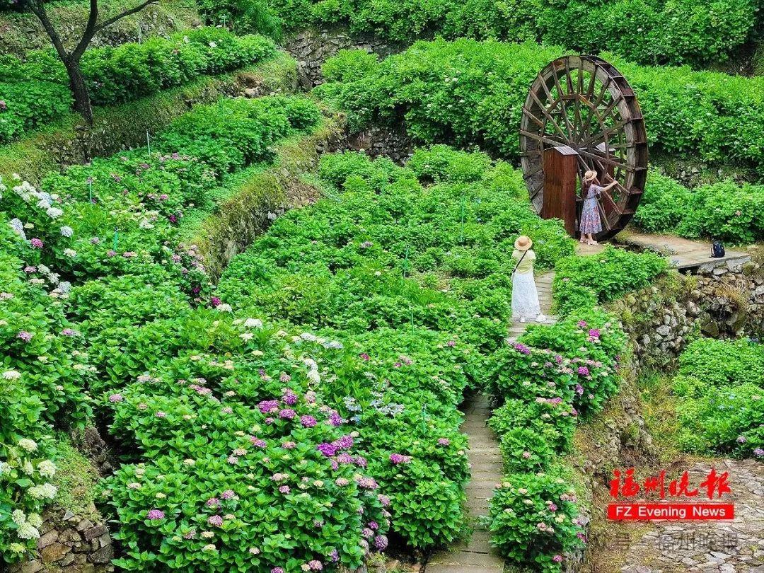 11万株！福州这里，太太太美了！
