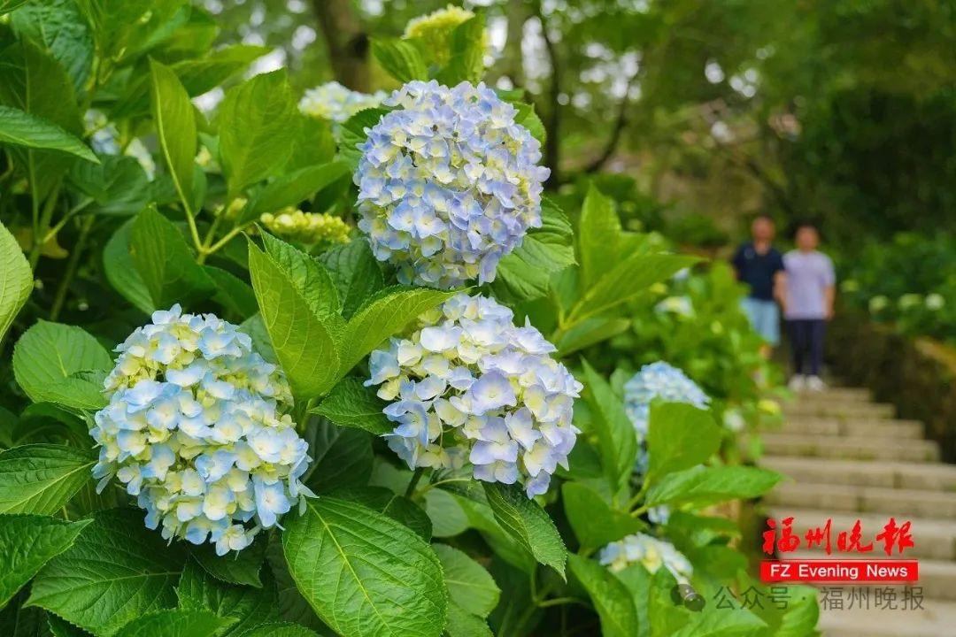 11万株！福州这里，太太太美了！