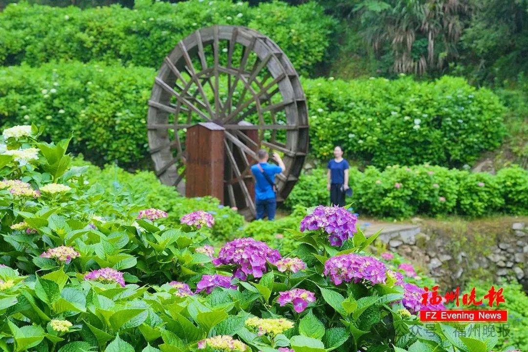 11万株！福州这里，太太太美了！