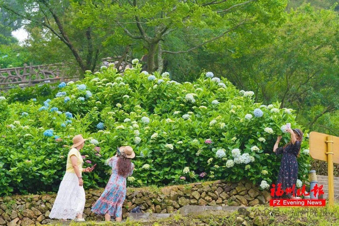 11万株！福州这里，太太太美了！
