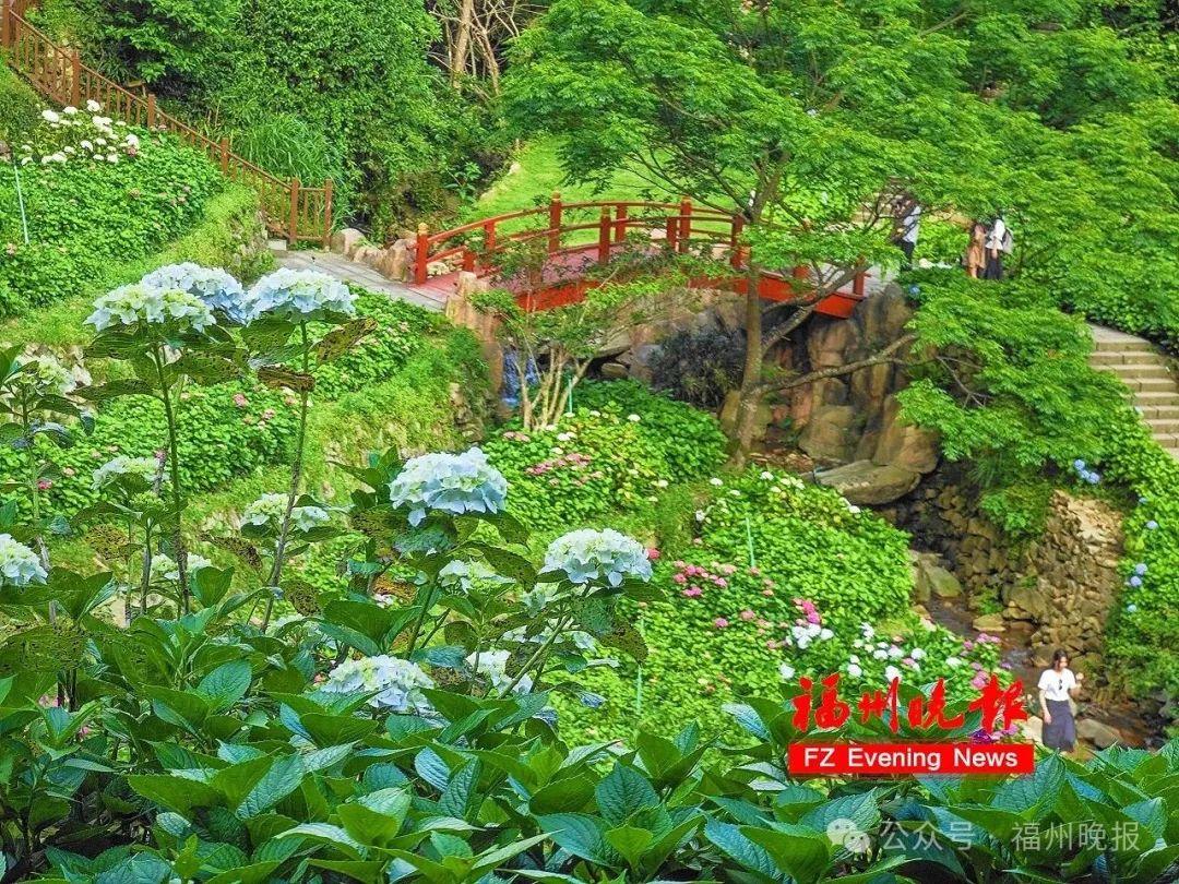 11万株！福州这里，太太太美了！