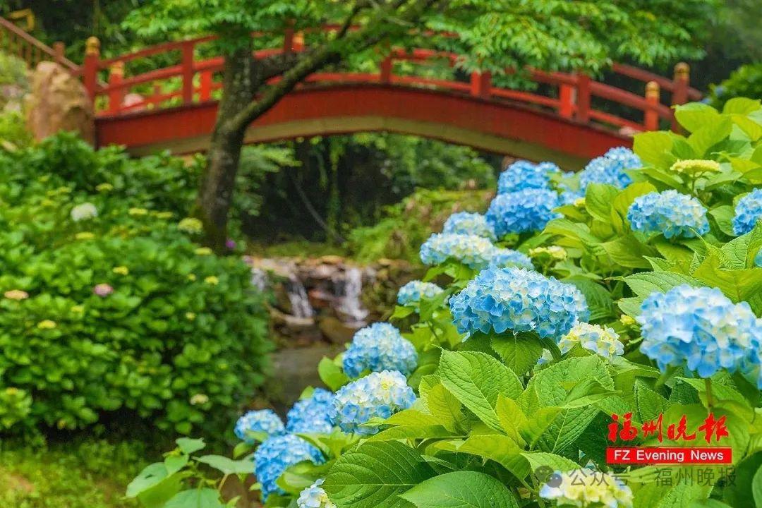 11万株！福州这里，太太太美了！