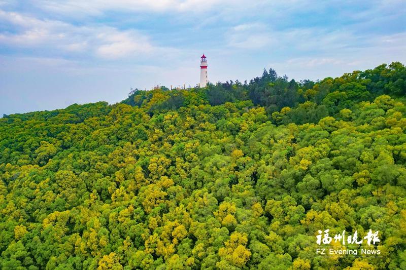 株株相思树 浓浓福马情