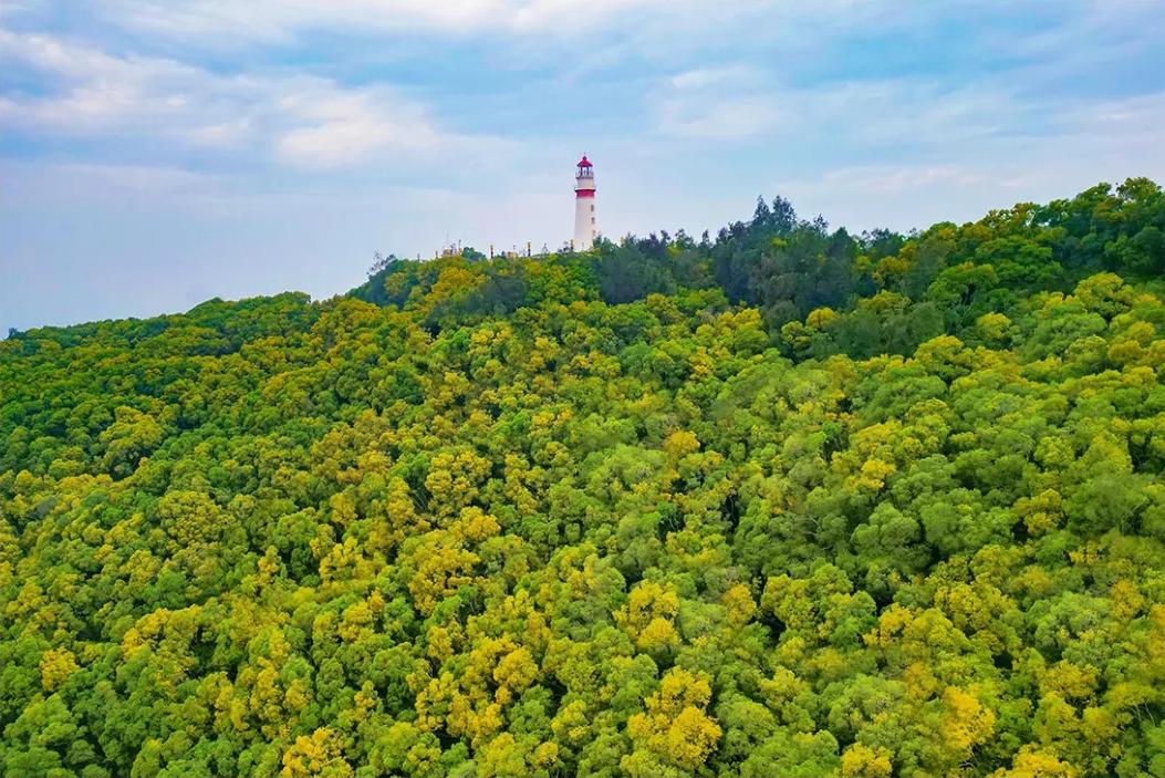 满树金黄相思浓！惊艳了福州的初夏！