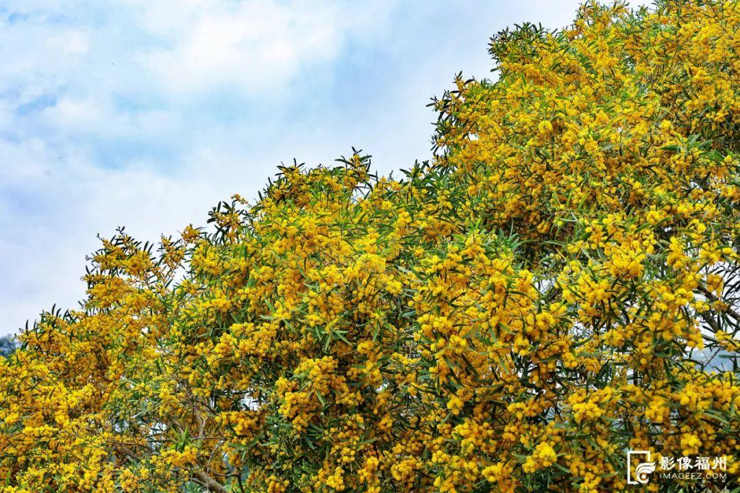 满树金黄相思浓！惊艳了福州的初夏！
