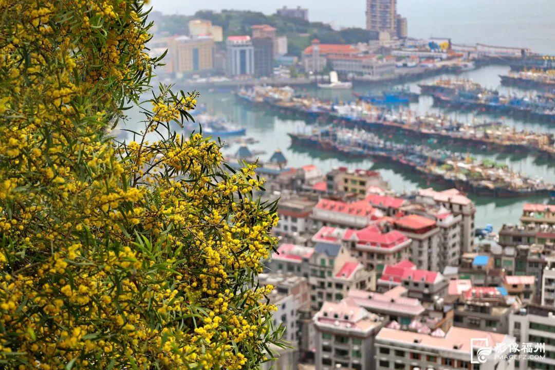 满树金黄相思浓！惊艳了福州的初夏！