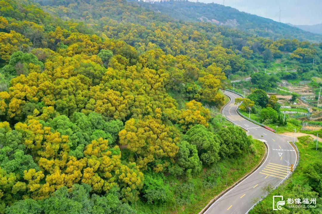 满树金黄相思浓！惊艳了福州的初夏！