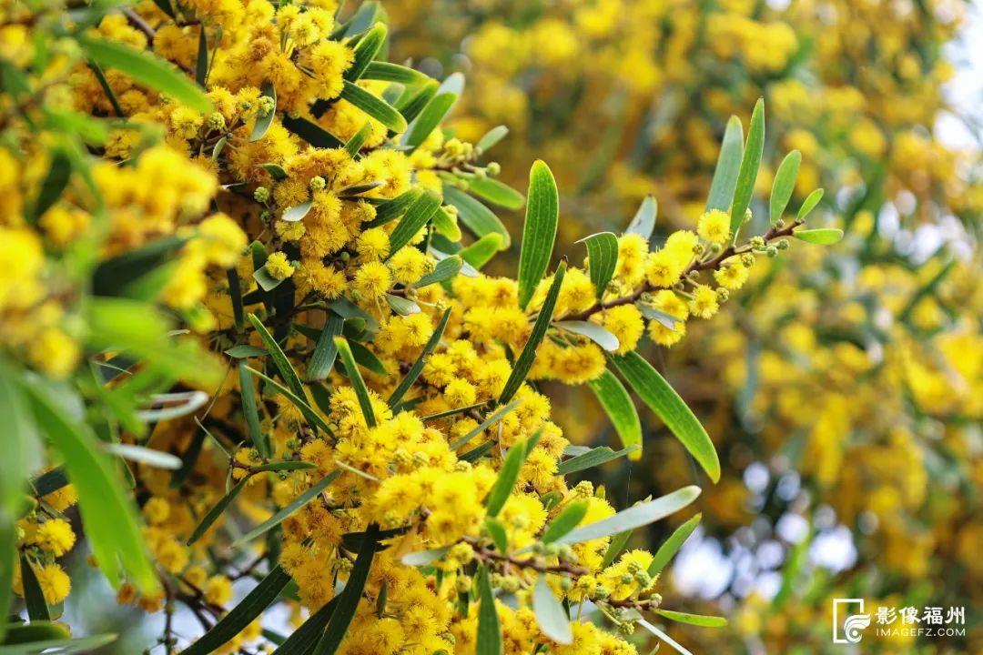 满树金黄相思浓！惊艳了福州的初夏！