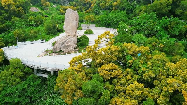 满树金黄相思浓！惊艳了福州的初夏！