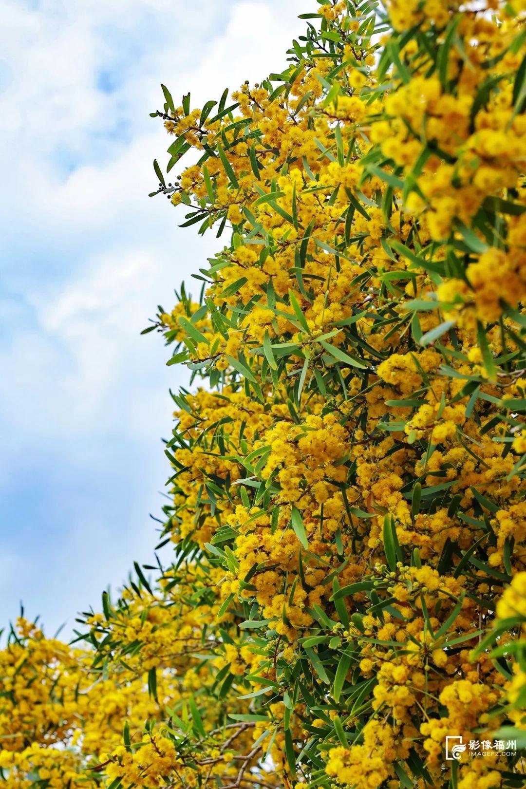 满树金黄相思浓！惊艳了福州的初夏！