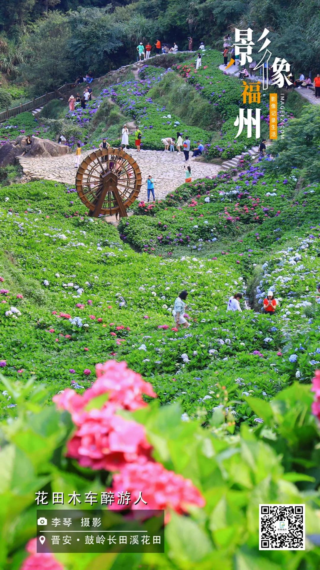 影像福州｜花田木车醉游人