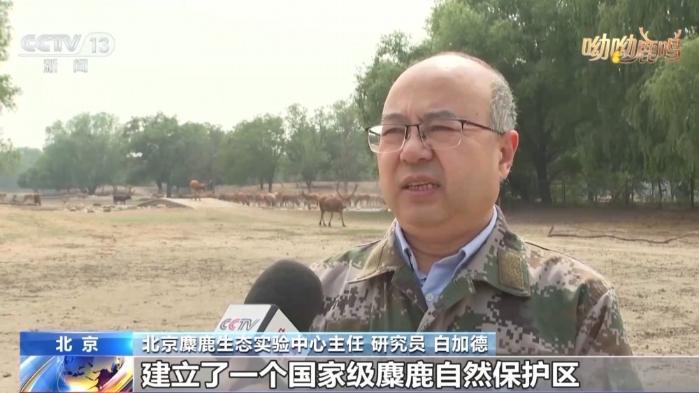 从零到过万！一度本土灭绝如今种群复壮 麋鹿经历了什么？