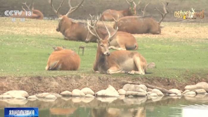 从零到过万！一度本土灭绝如今种群复壮 麋鹿经历了什么？