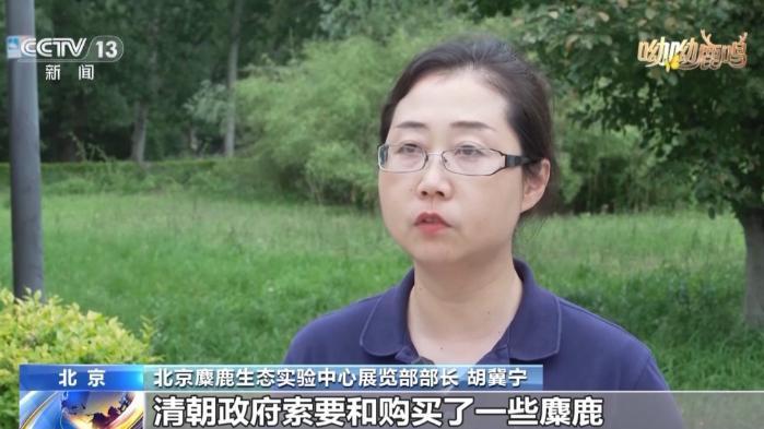 从零到过万！一度本土灭绝如今种群复壮 麋鹿经历了什么？