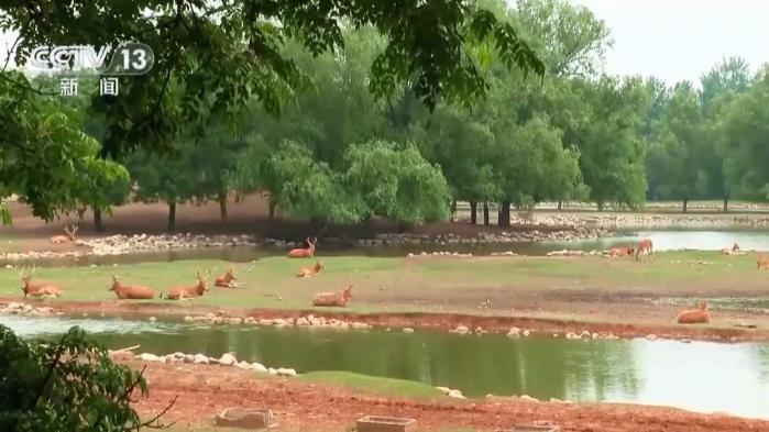 从零到过万！一度本土灭绝如今种群复壮 麋鹿经历了什么？