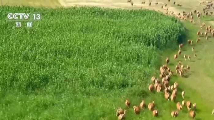 从零到过万！一度本土灭绝如今种群复壮 麋鹿经历了什么？