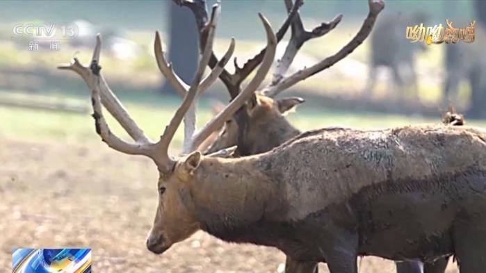 从零到过万！一度本土灭绝如今种群复壮 麋鹿经历了什么？