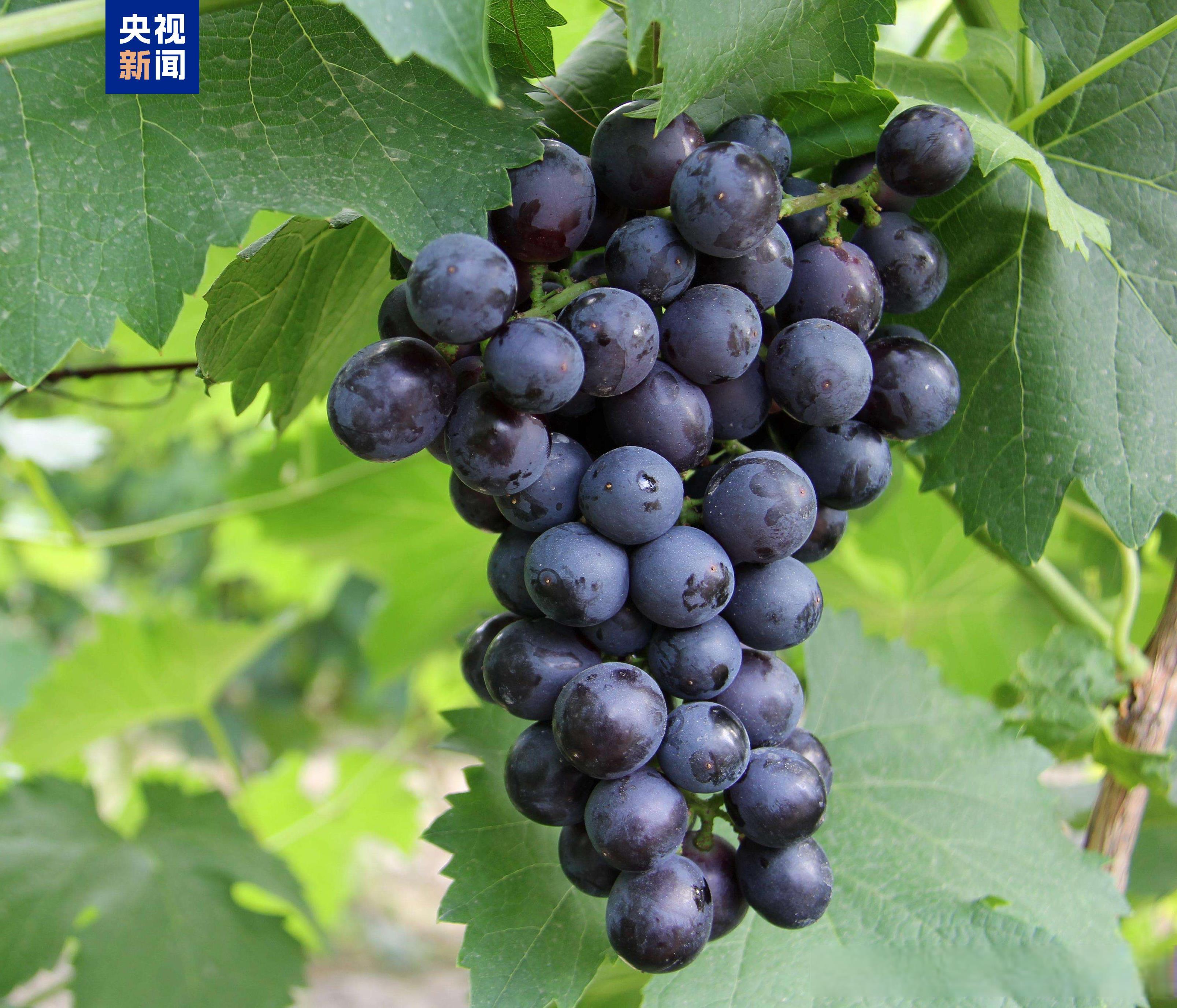 中国龙再添新形象、千年王冠重现……7项科技考古与文化遗产保护成果发布