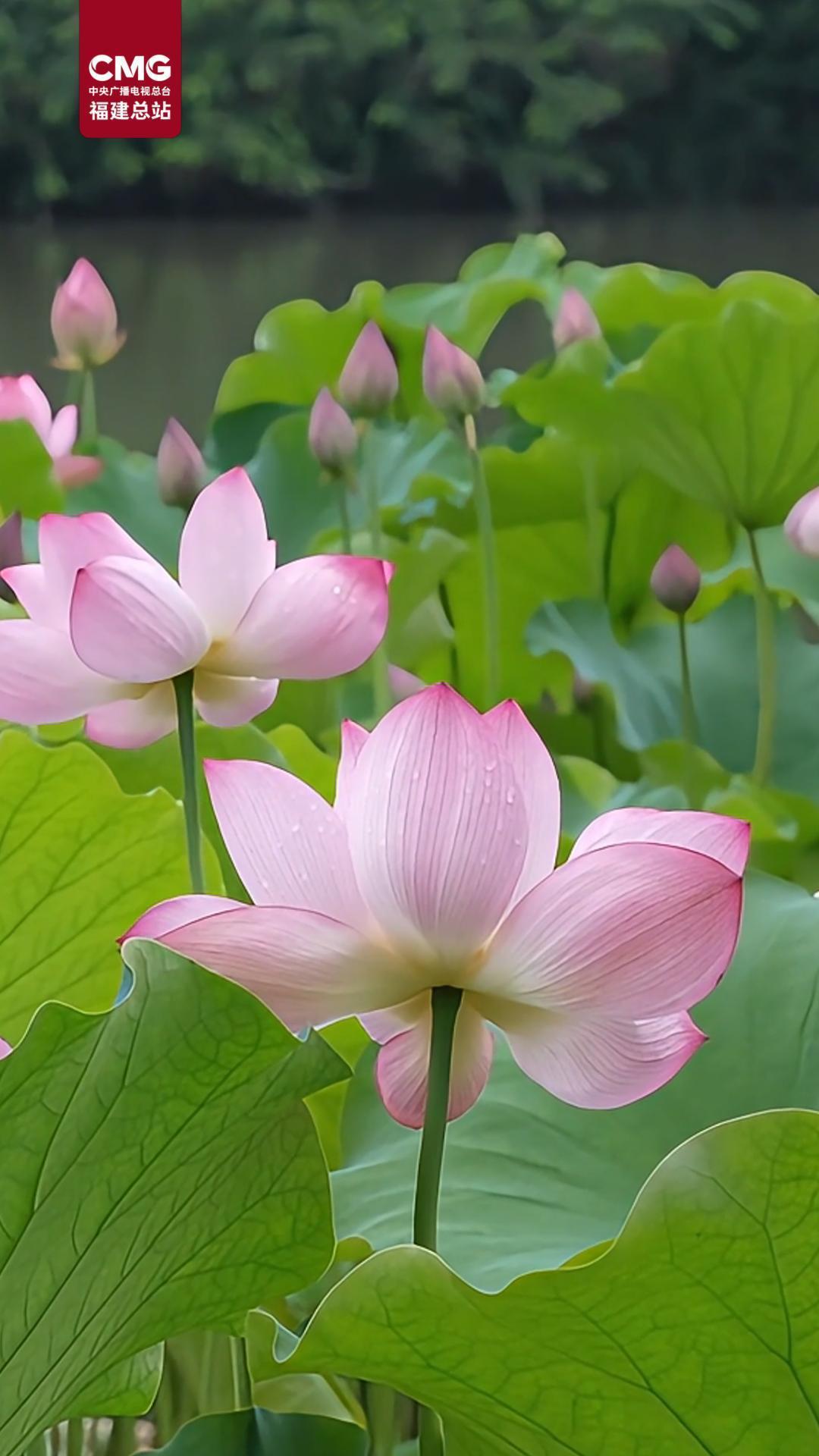 “粉白仙子”摇曳盛夏 福州荷花浪漫上线