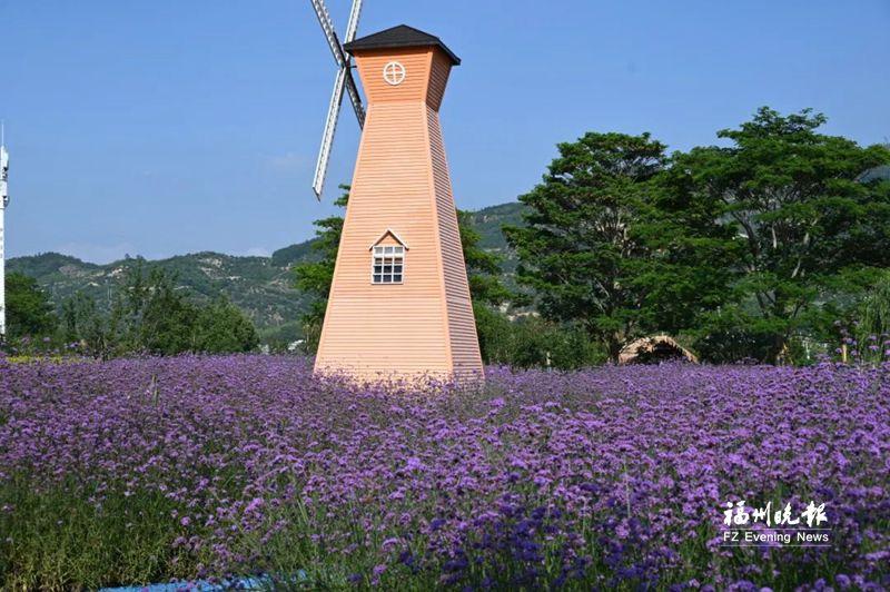 永泰柳叶马鞭草盛放 观赏期将持续到9月