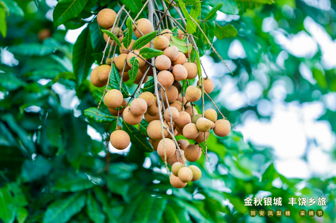 打造乡村振兴样板，描绘“厦门实践”同安画卷