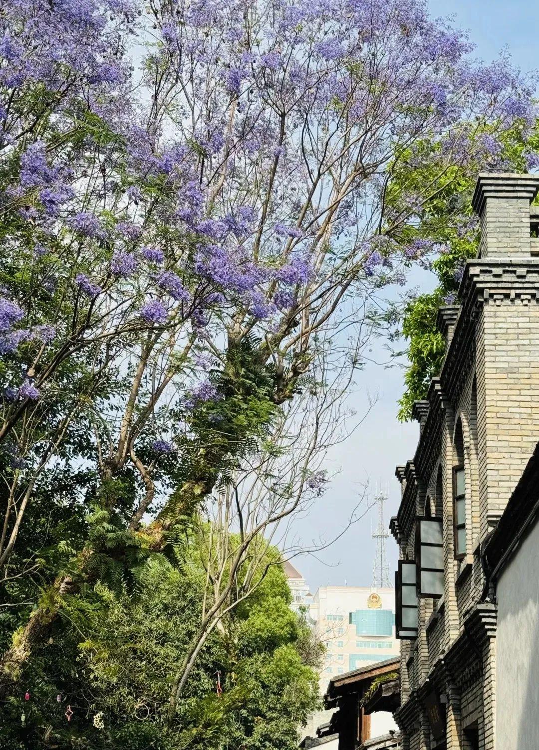 五月，查收福州的一“紫”情书