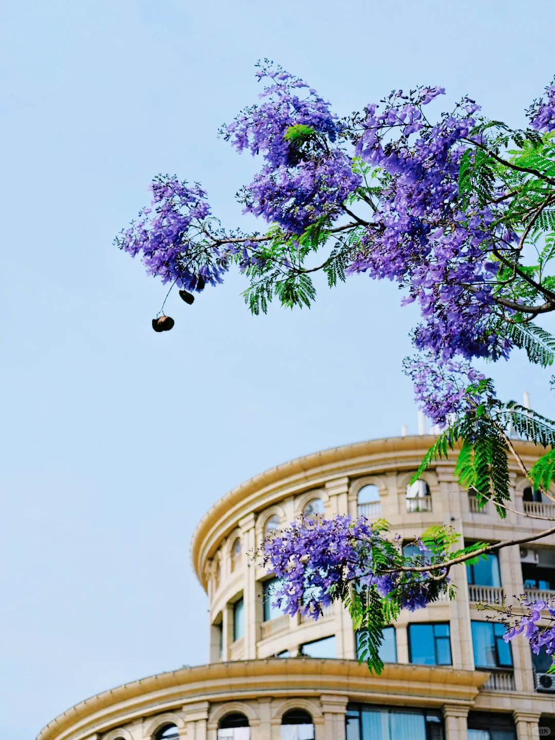 五月，查收福州的一“紫”情书