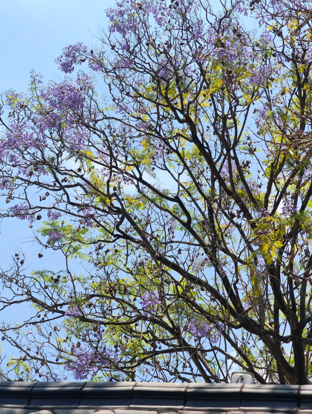 五月，查收福州的一“紫”情书