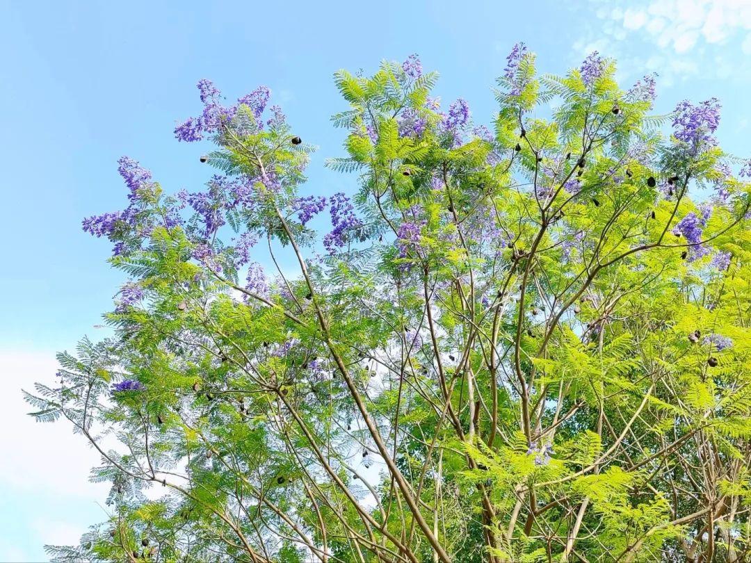 五月，查收福州的一“紫”情书