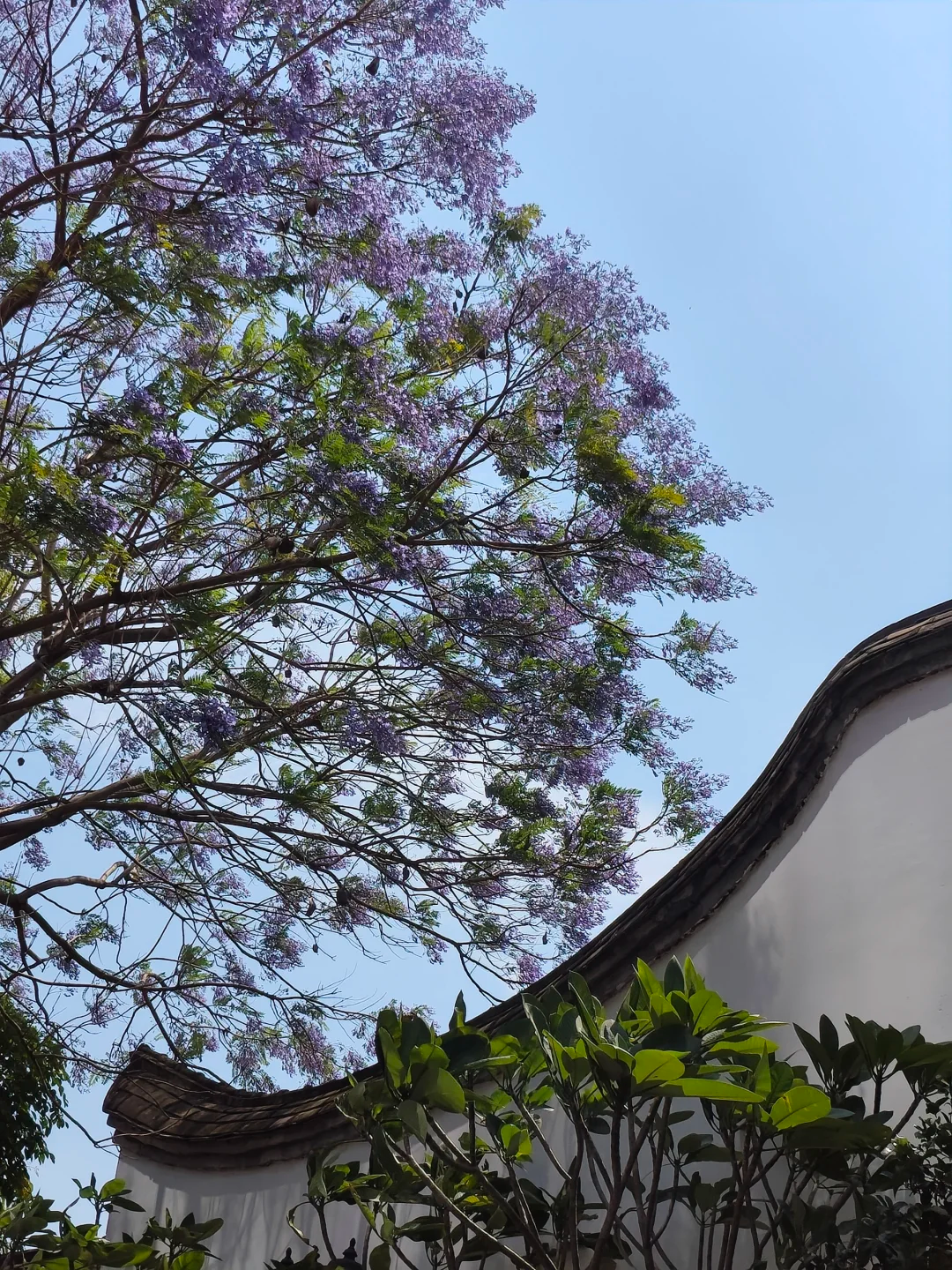 五月，查收福州的一“紫”情书