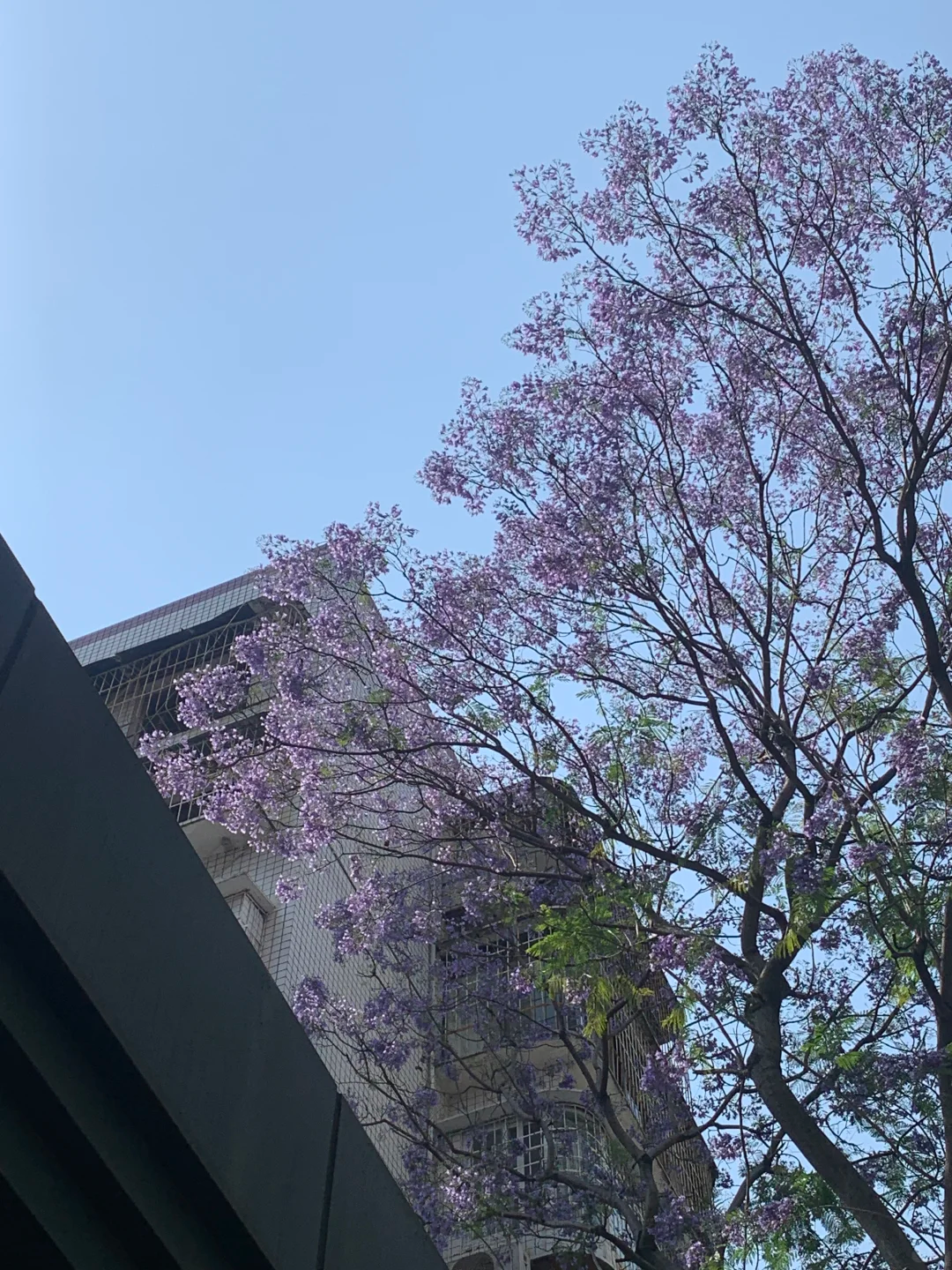 五月，查收福州的一“紫”情书