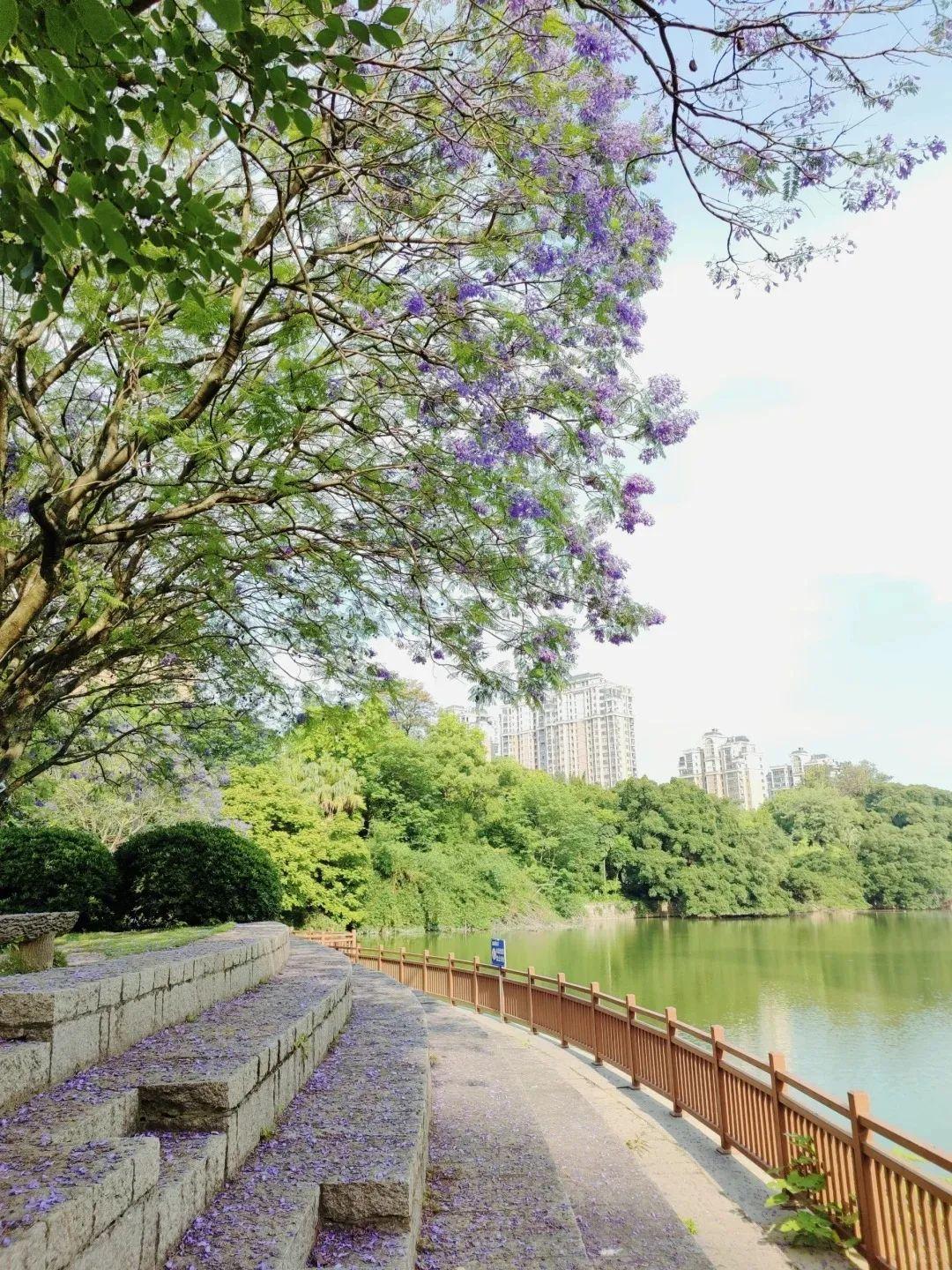 五月，查收福州的一“紫”情书