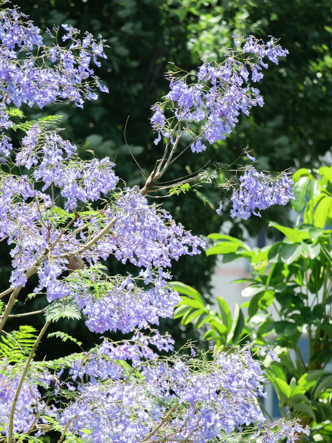 五月，查收福州的一“紫”情书