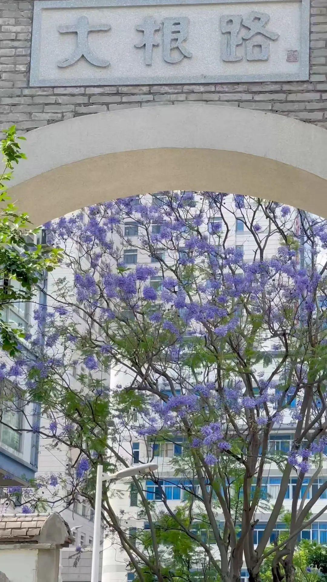 五月，查收福州的一“紫”情书