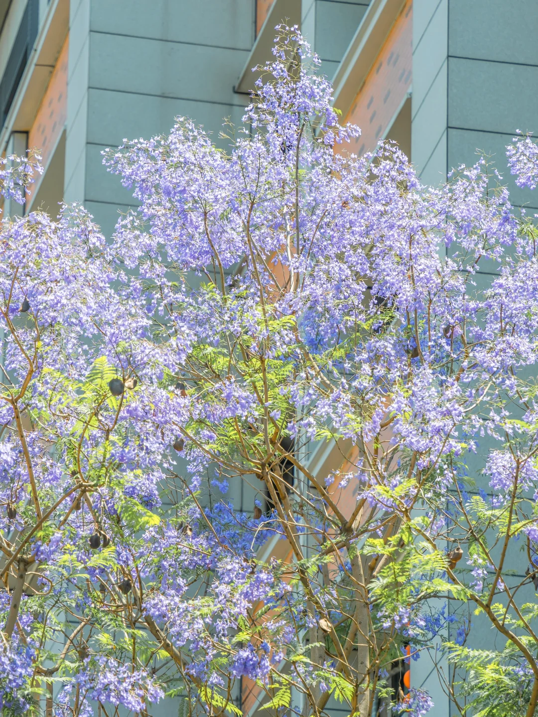 五月，查收福州的一“紫”情书