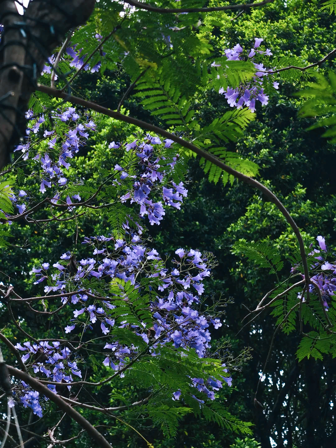 五月，查收福州的一“紫”情书