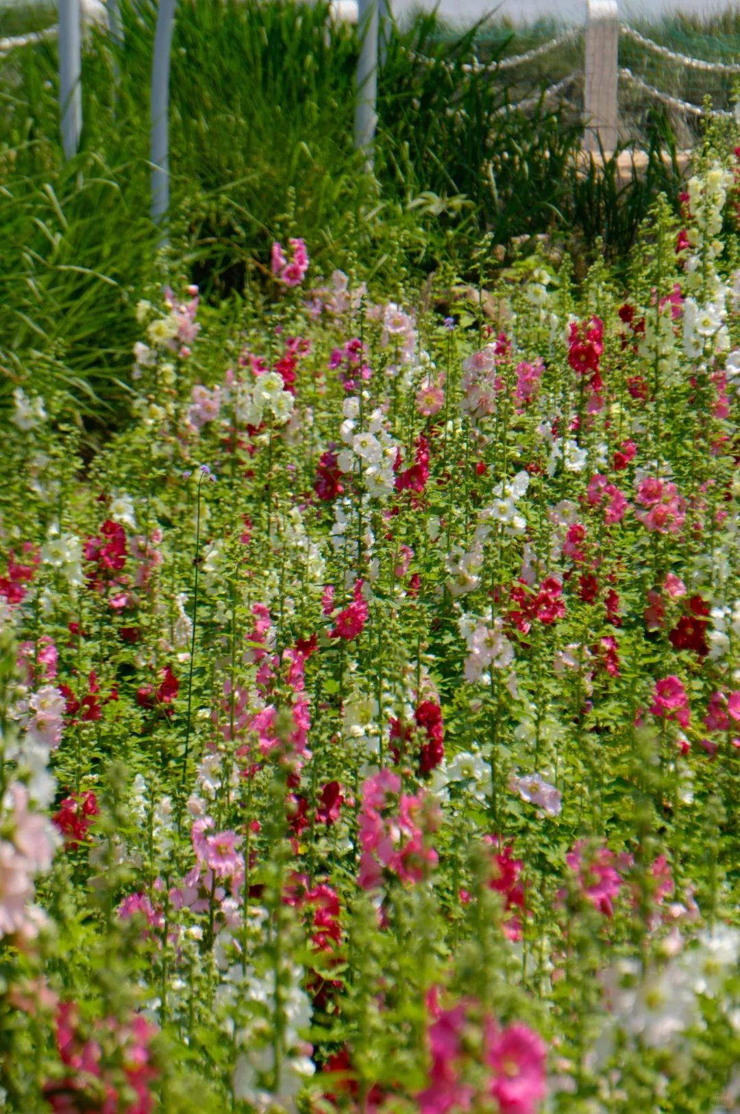乘地铁游福州，开启“园”气满满的一天！
