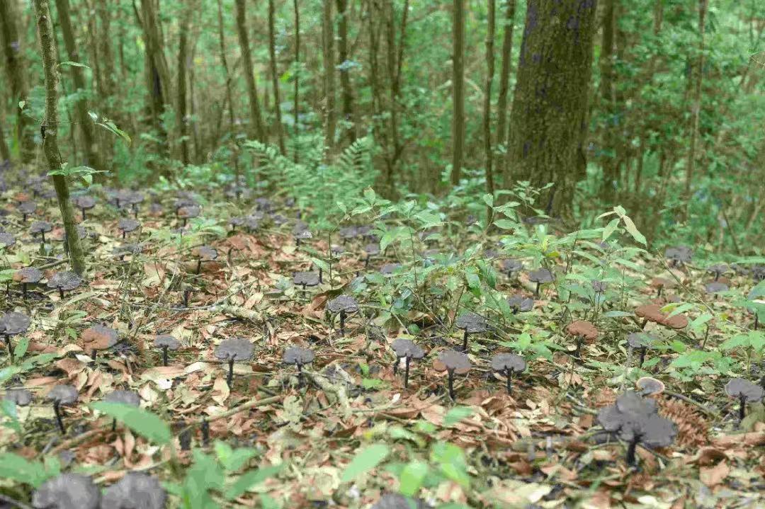 屏山君 | 寻找乡村振兴“新坐标”