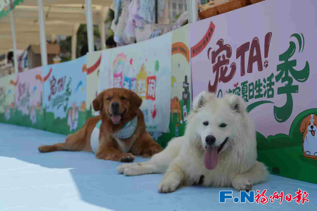 “毛孩子”亮相福州这里！还有很多福利……