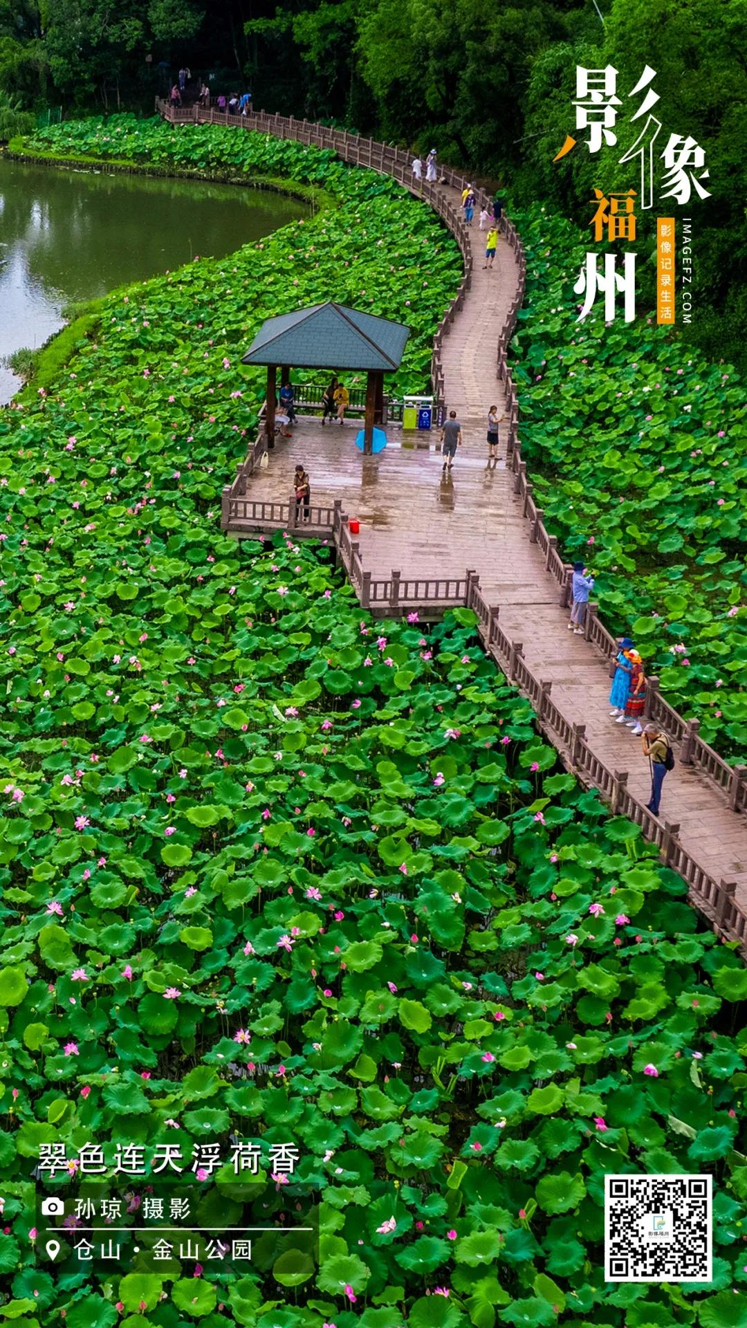 影像福州｜翠色连天浮荷香
