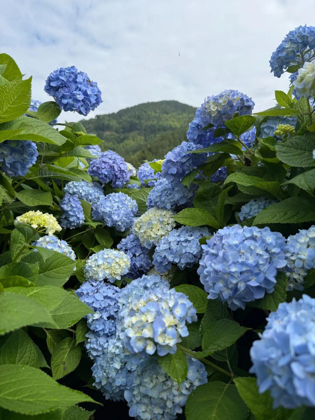 浪漫！福州版宫崎骏动画里的花海！