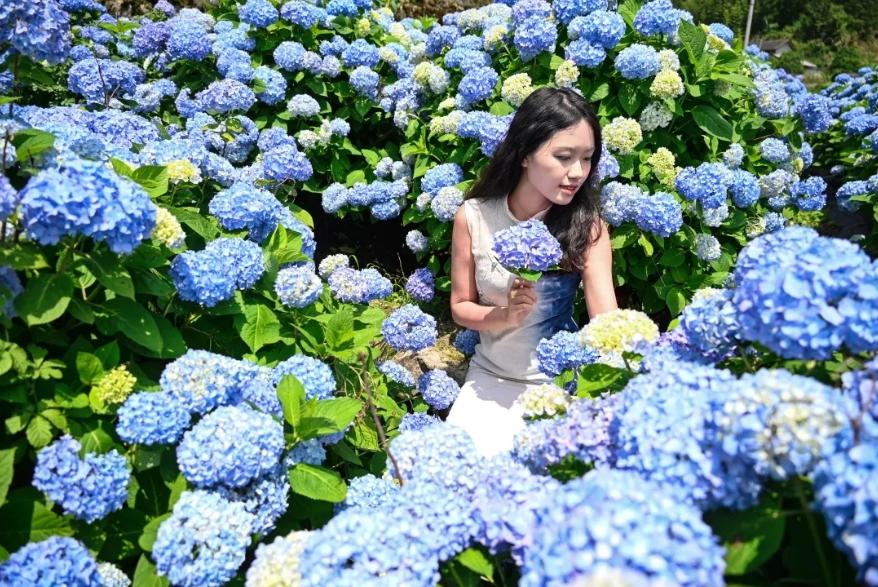 浪漫！福州版宫崎骏动画里的花海！