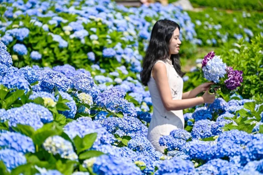 浪漫！福州版宫崎骏动画里的花海！