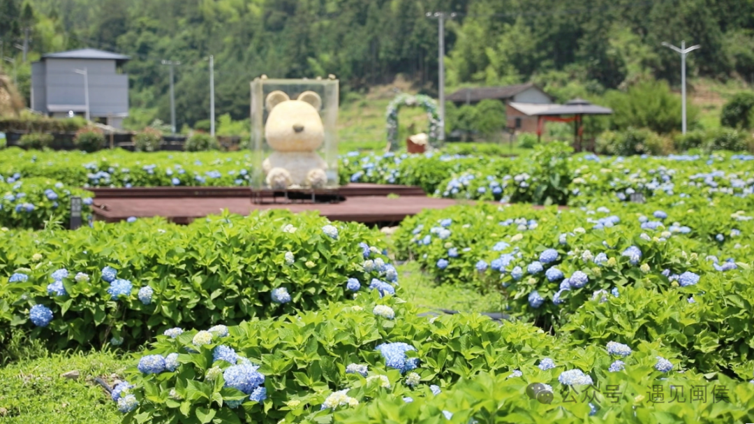 浪漫！福州版宫崎骏动画里的花海！