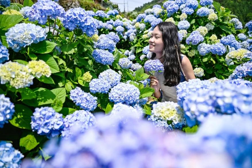 浪漫！福州版宫崎骏动画里的花海！