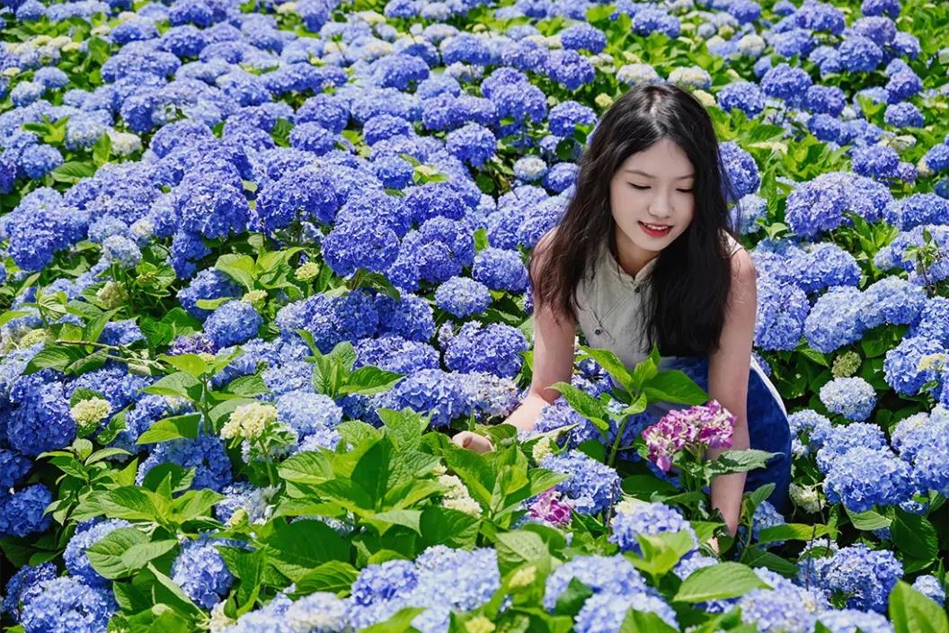 浪漫！福州版宫崎骏动画里的花海！