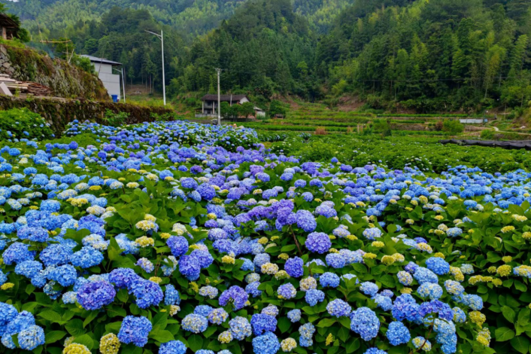 浪漫！福州版宫崎骏动画里的花海！