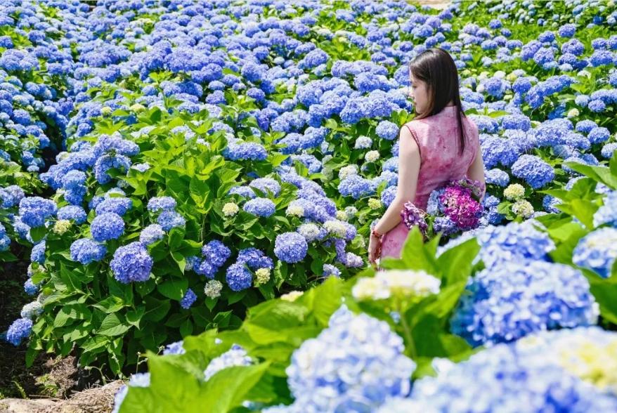 浪漫！福州版宫崎骏动画里的花海！