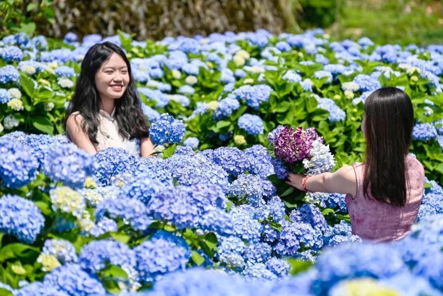 浪漫！福州版宫崎骏动画里的花海！